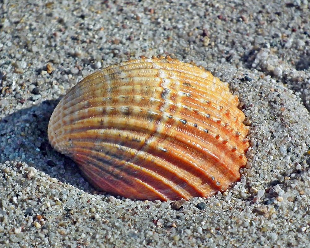 seashell-3595766_960_720